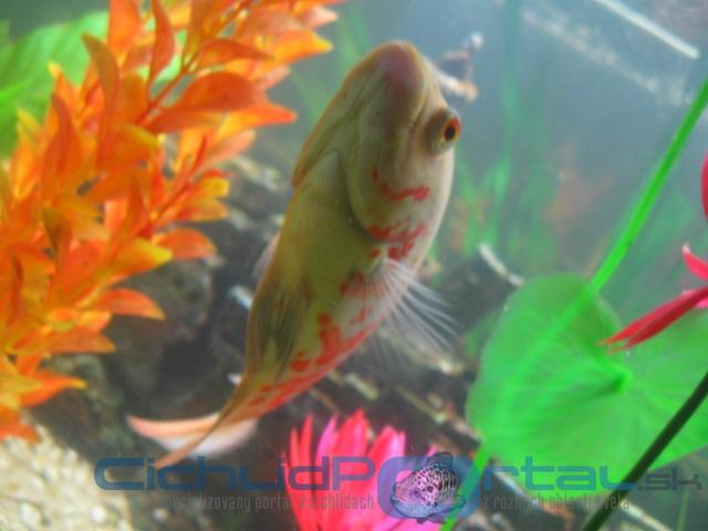 moji albinovia