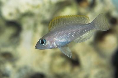neolaprologus caudopunktatus