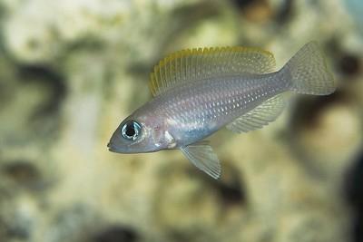 neolaprologus caudopunktatus