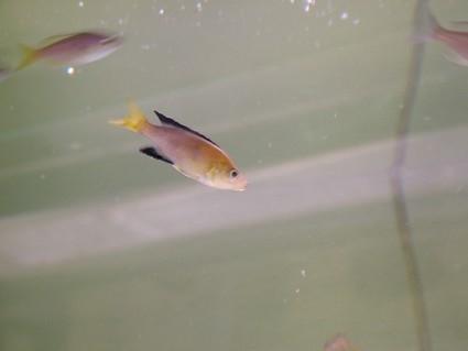 Cyprichromis leptosoma kipilli