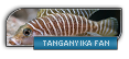 Tanganyika fan